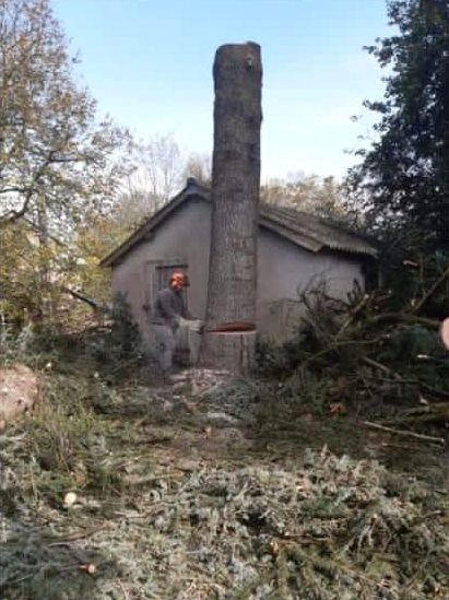 Abattage d'un grand tronc à côté d'une petite maison