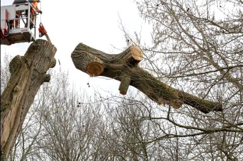 Grosse branche coupée qui tombe, nacelle en arrière-plan
