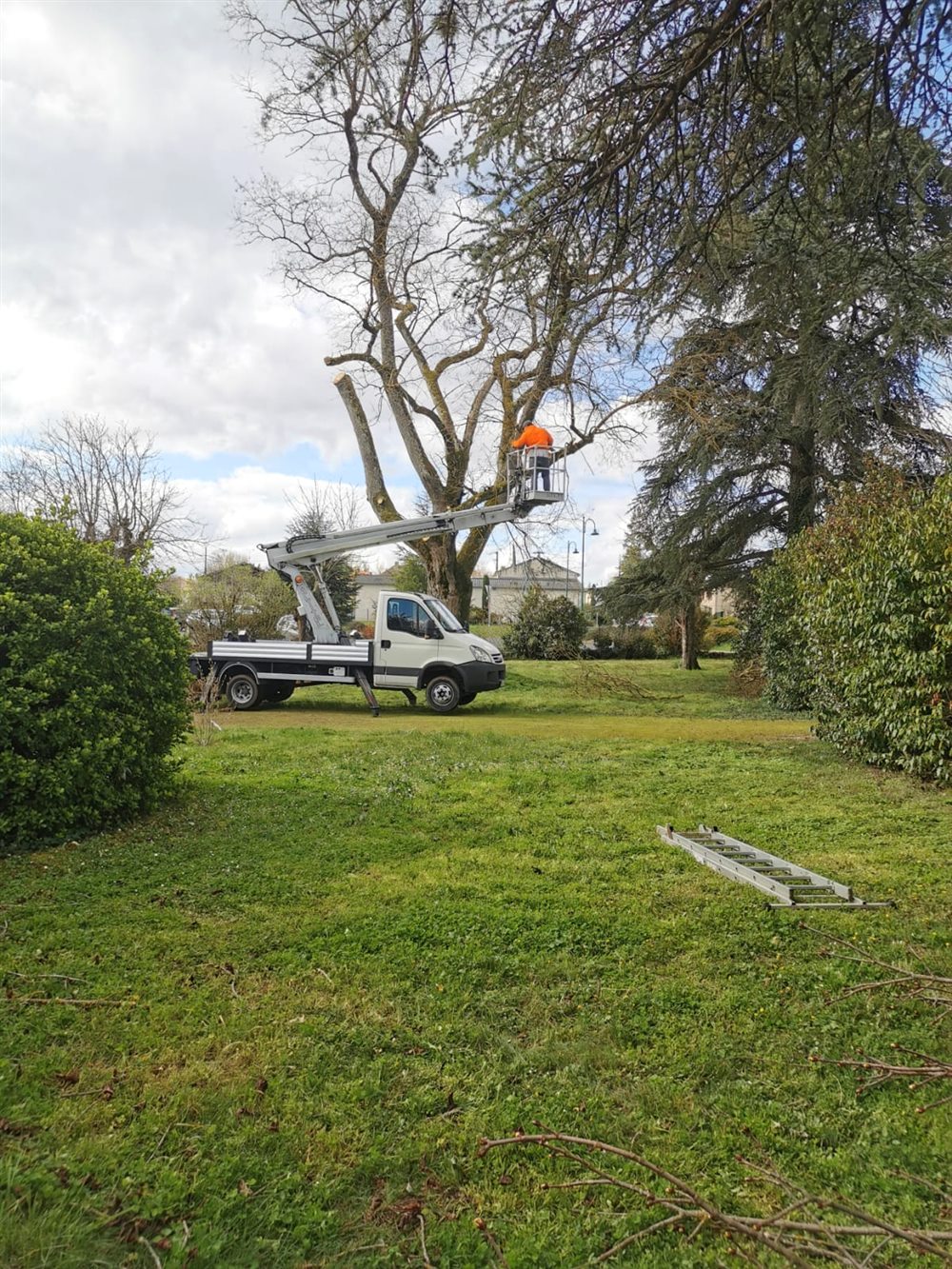 Élagage d'un grand arbre depuis la nacelle, dans un parc